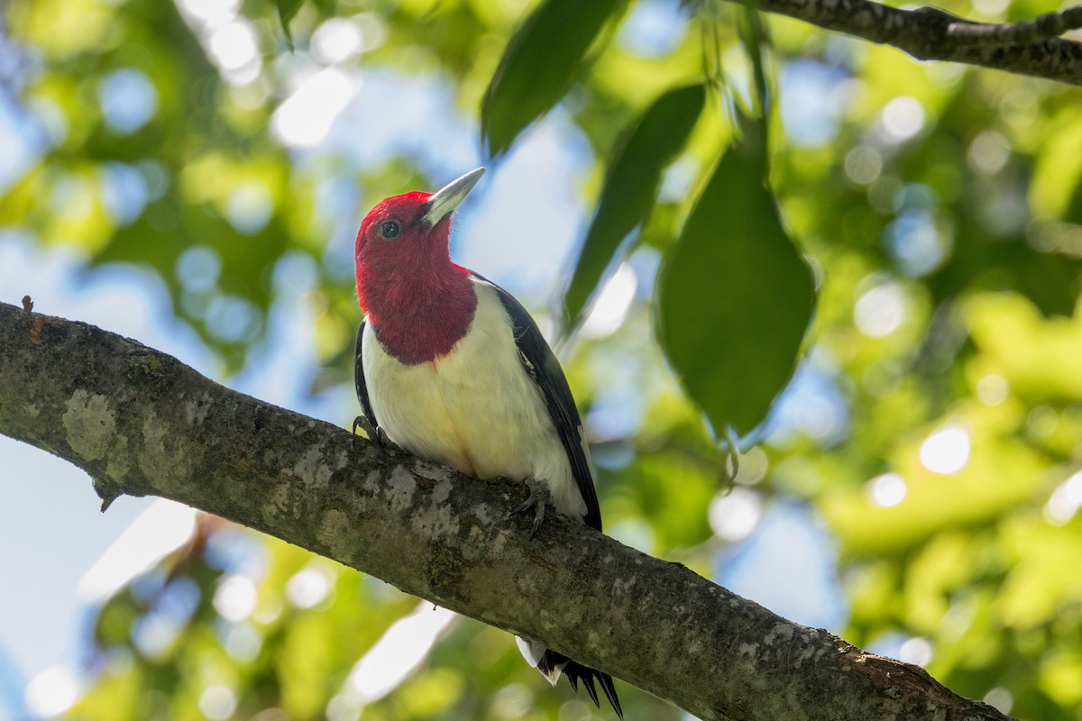 Red-headed Woodpecker - ML620153182