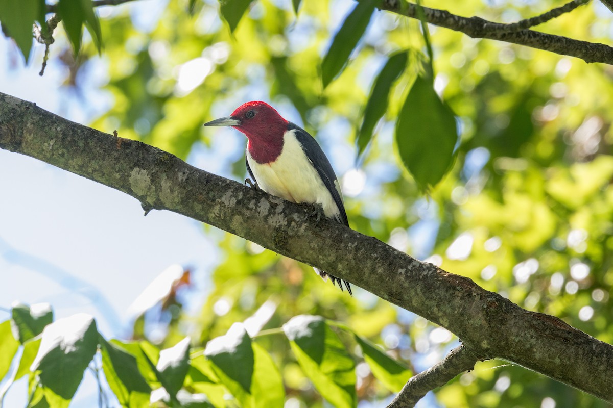 Red-headed Woodpecker - ML620153188