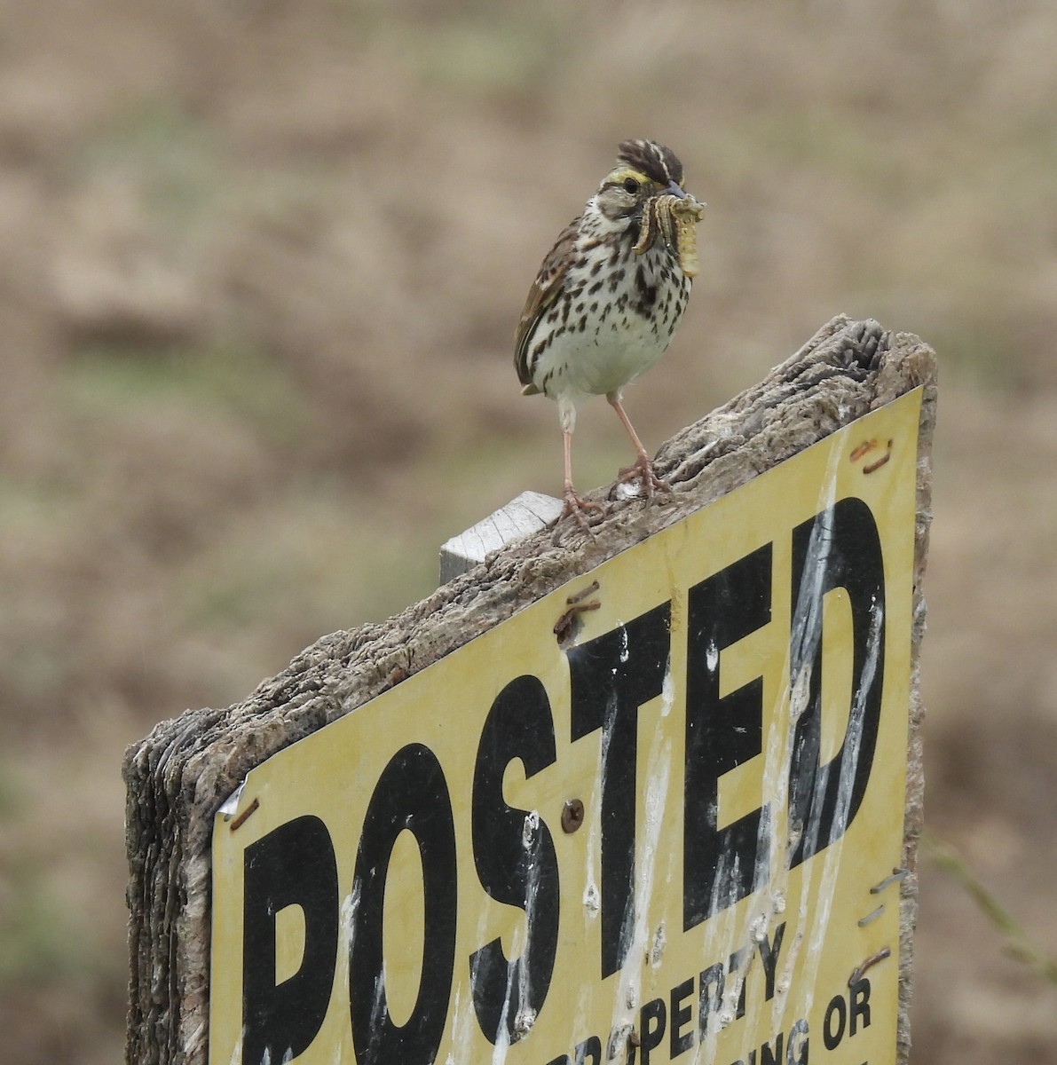 Savannah Sparrow - ML620153191