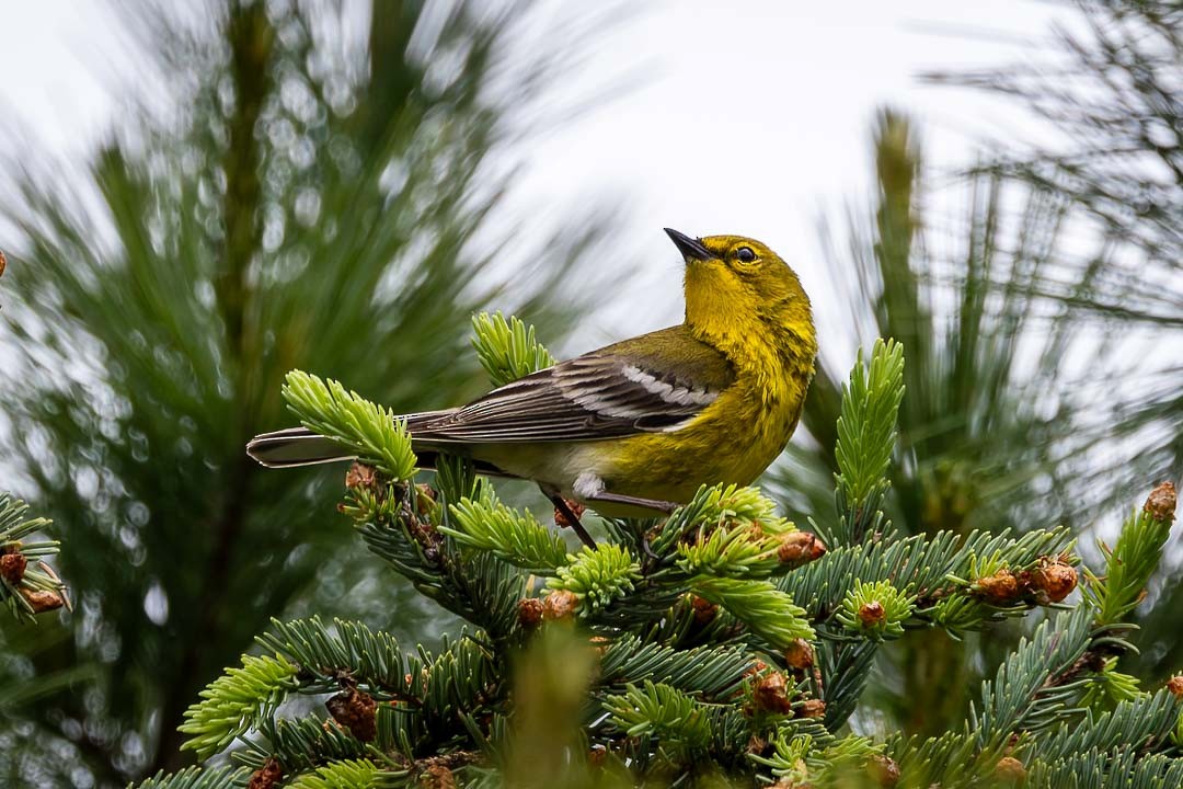 Pine Warbler - ML620153192