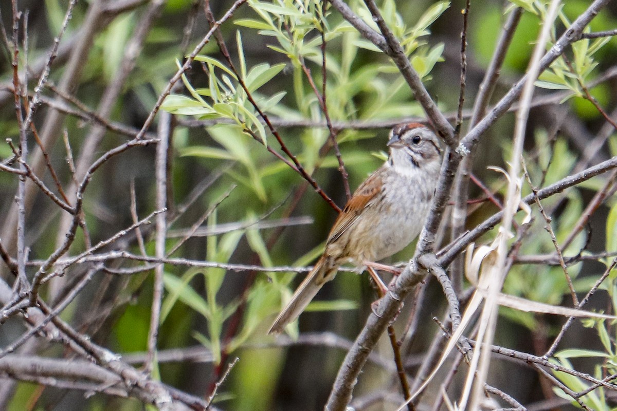 Swamp Sparrow - ML620153203