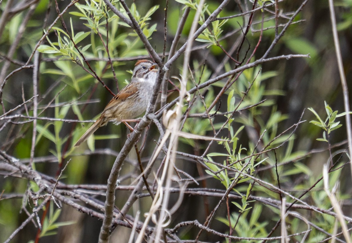 Swamp Sparrow - ML620153204