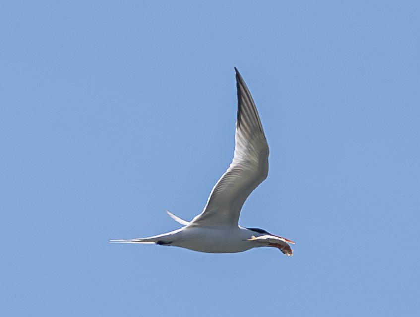 Royal Tern - ML620153212