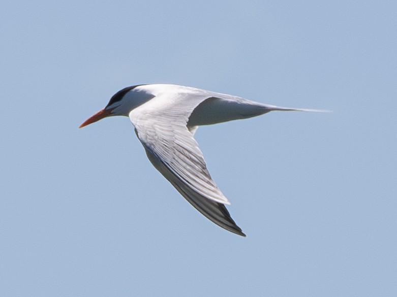 Royal Tern - ML620153220