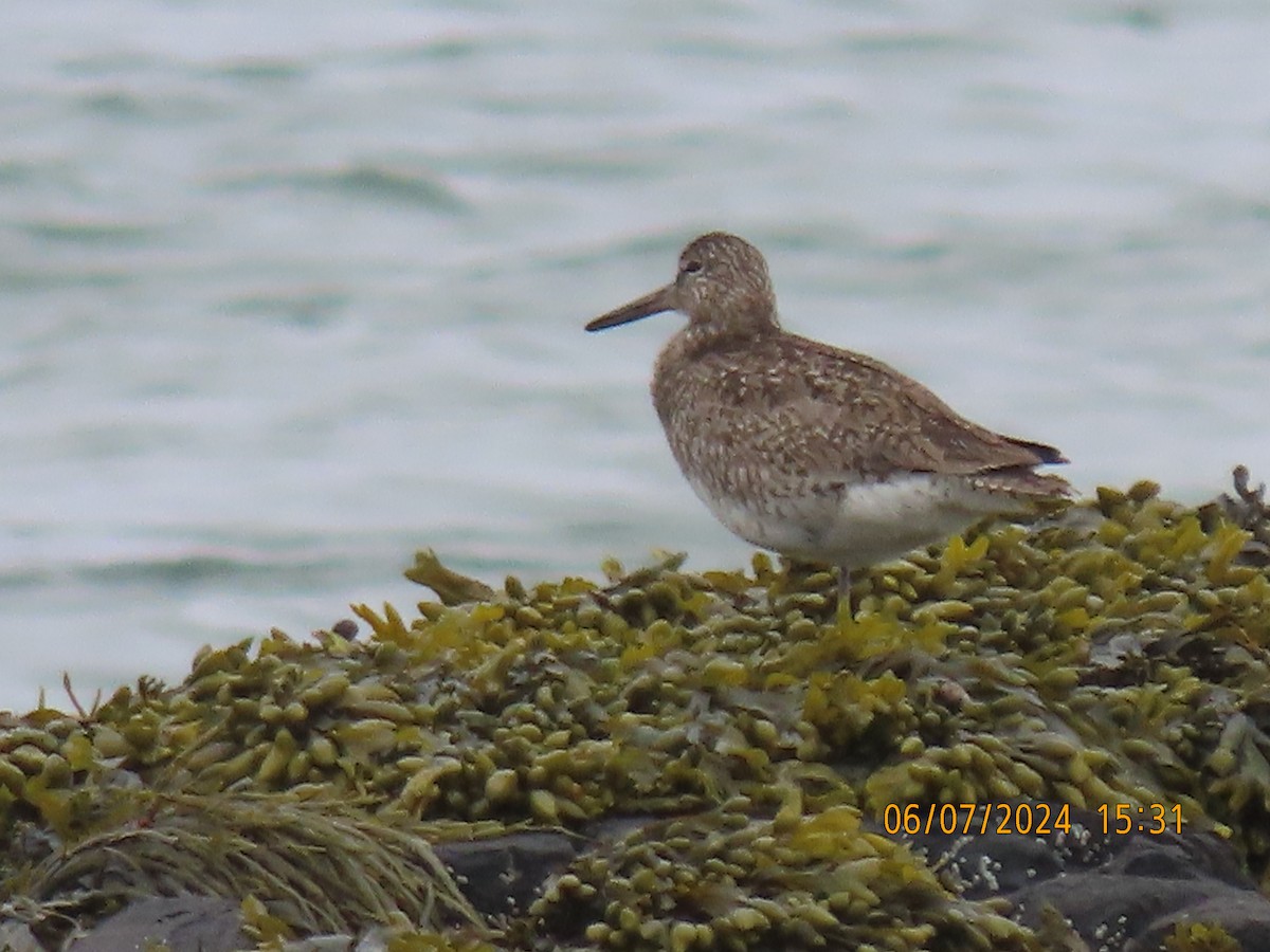 Willet - ML620153227