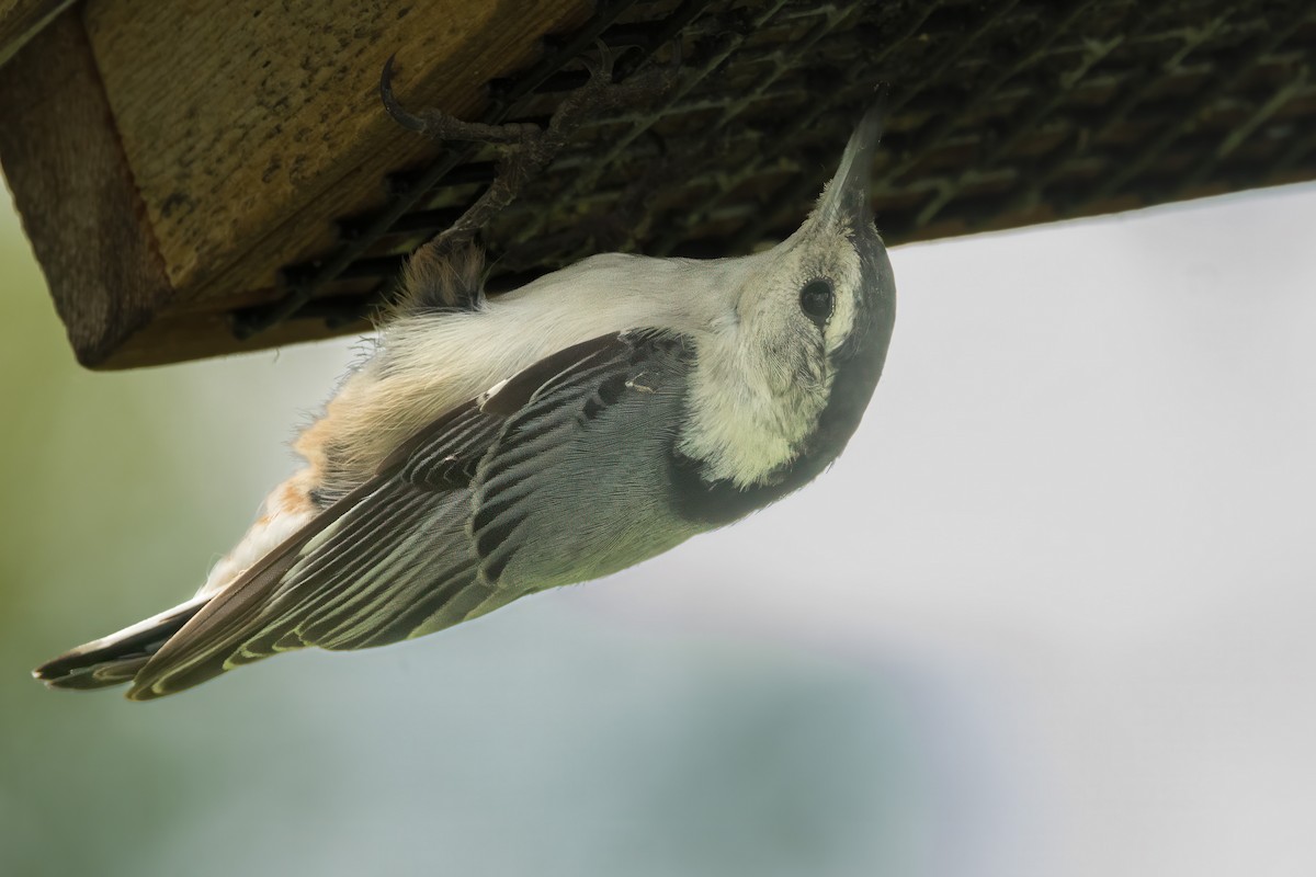 White-breasted Nuthatch - ML620153231