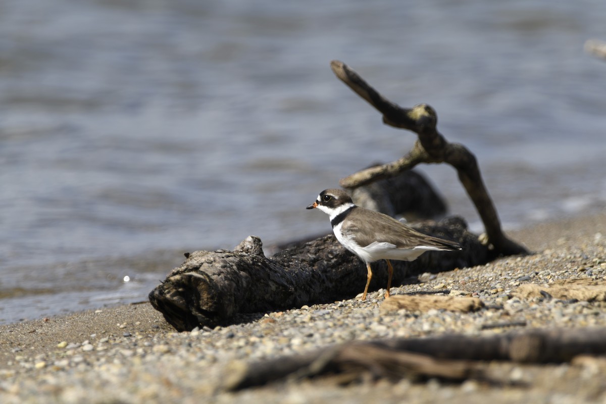 Semipalmated Plover - ML620153232