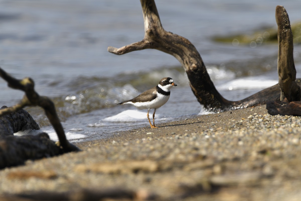 Semipalmated Plover - ML620153233