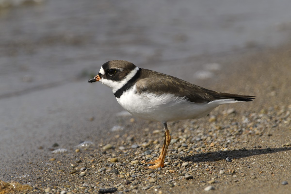 Semipalmated Plover - Beki Dabbs