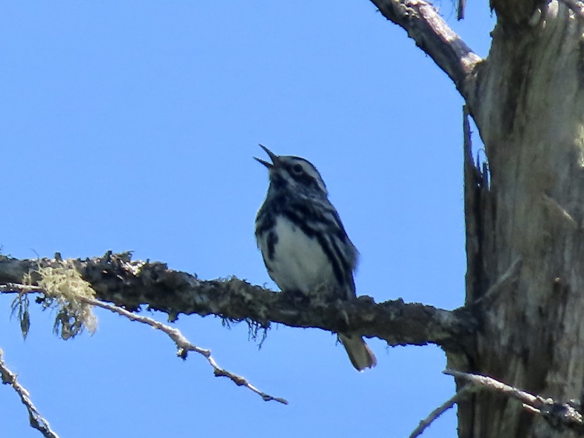 Black-and-white Warbler - ML620153242