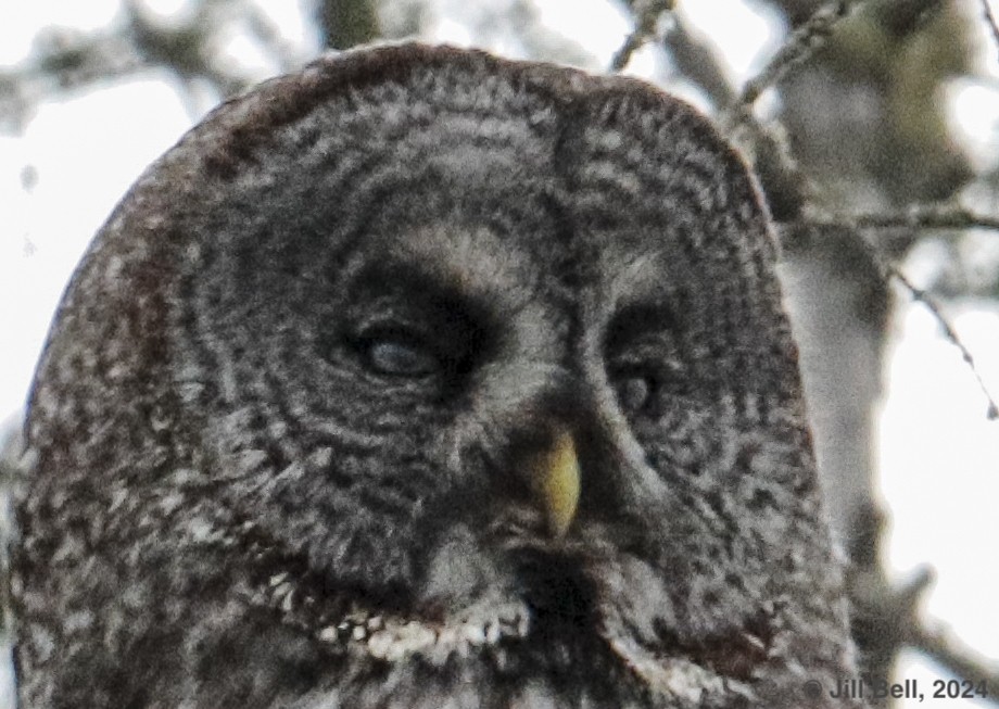 Great Gray Owl - ML620153263