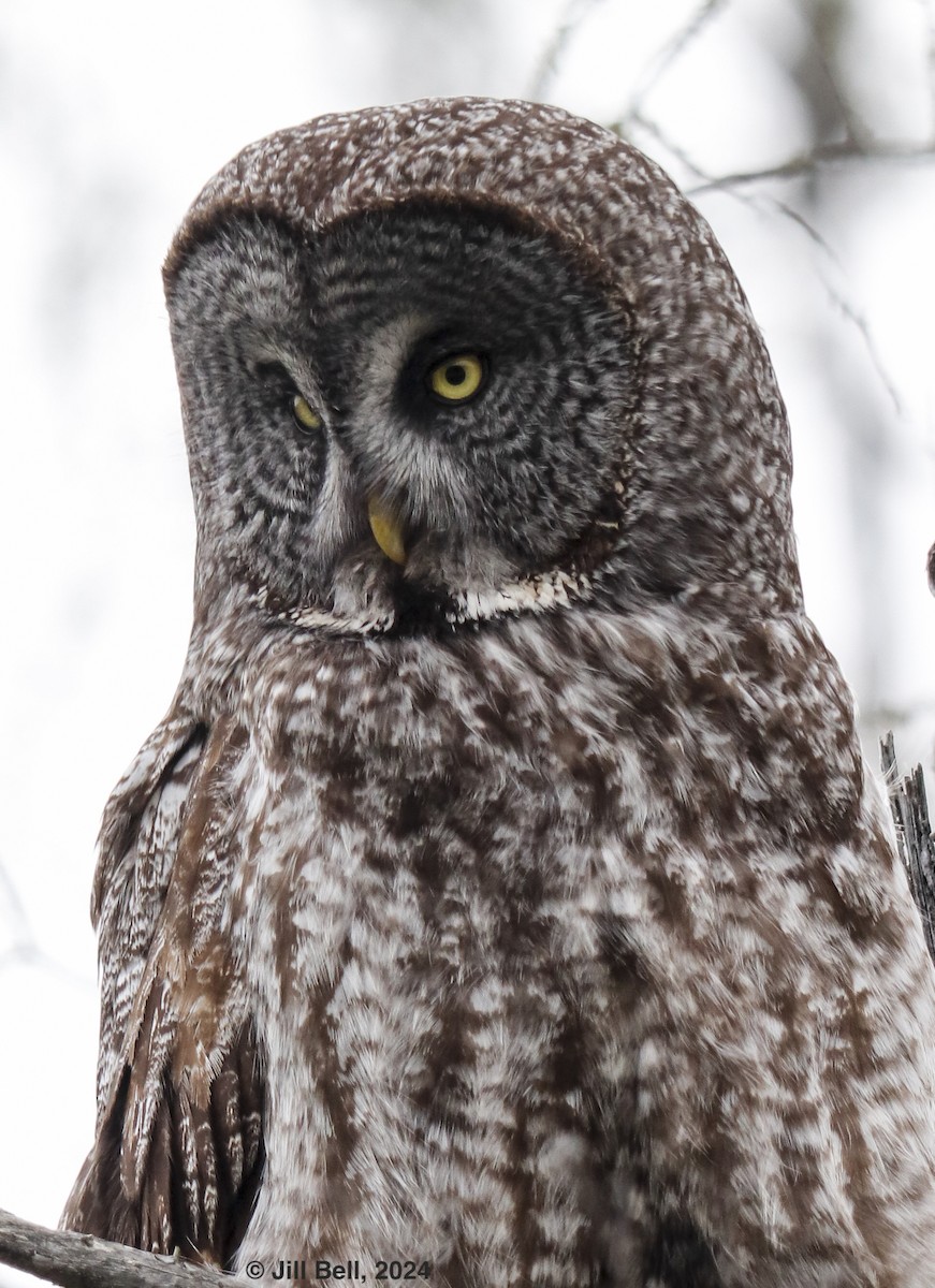 Great Gray Owl - ML620153265