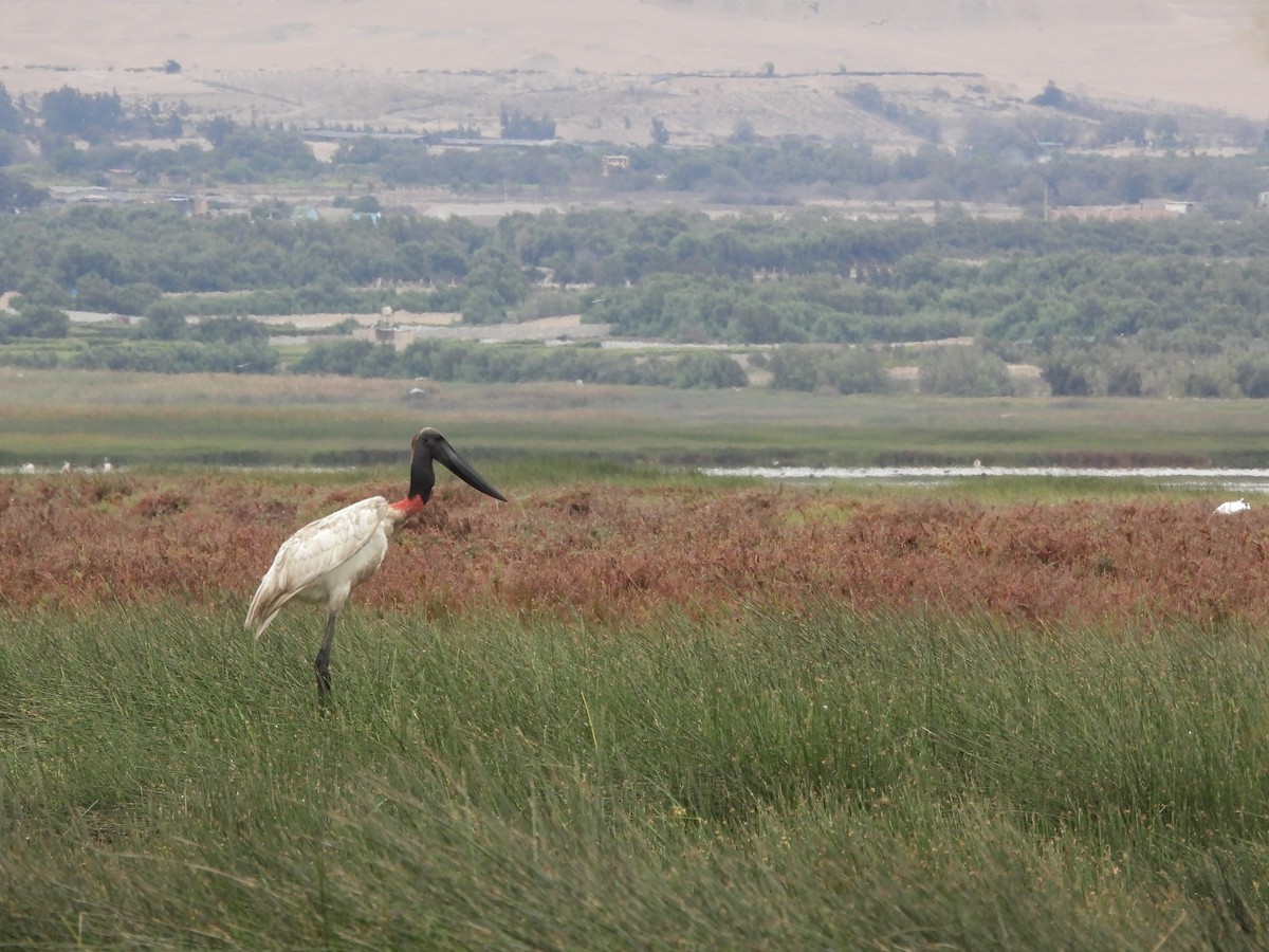 čáp jabiru - ML620153269