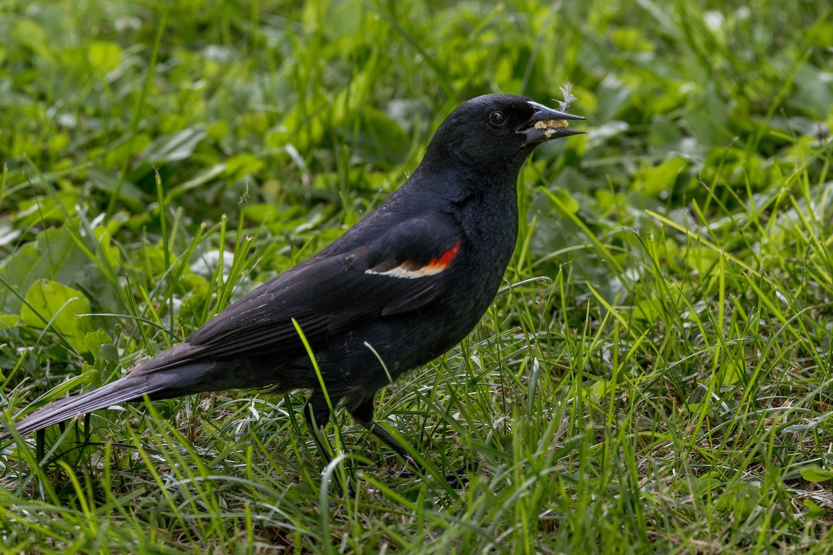 Red-winged Blackbird - ML620153275