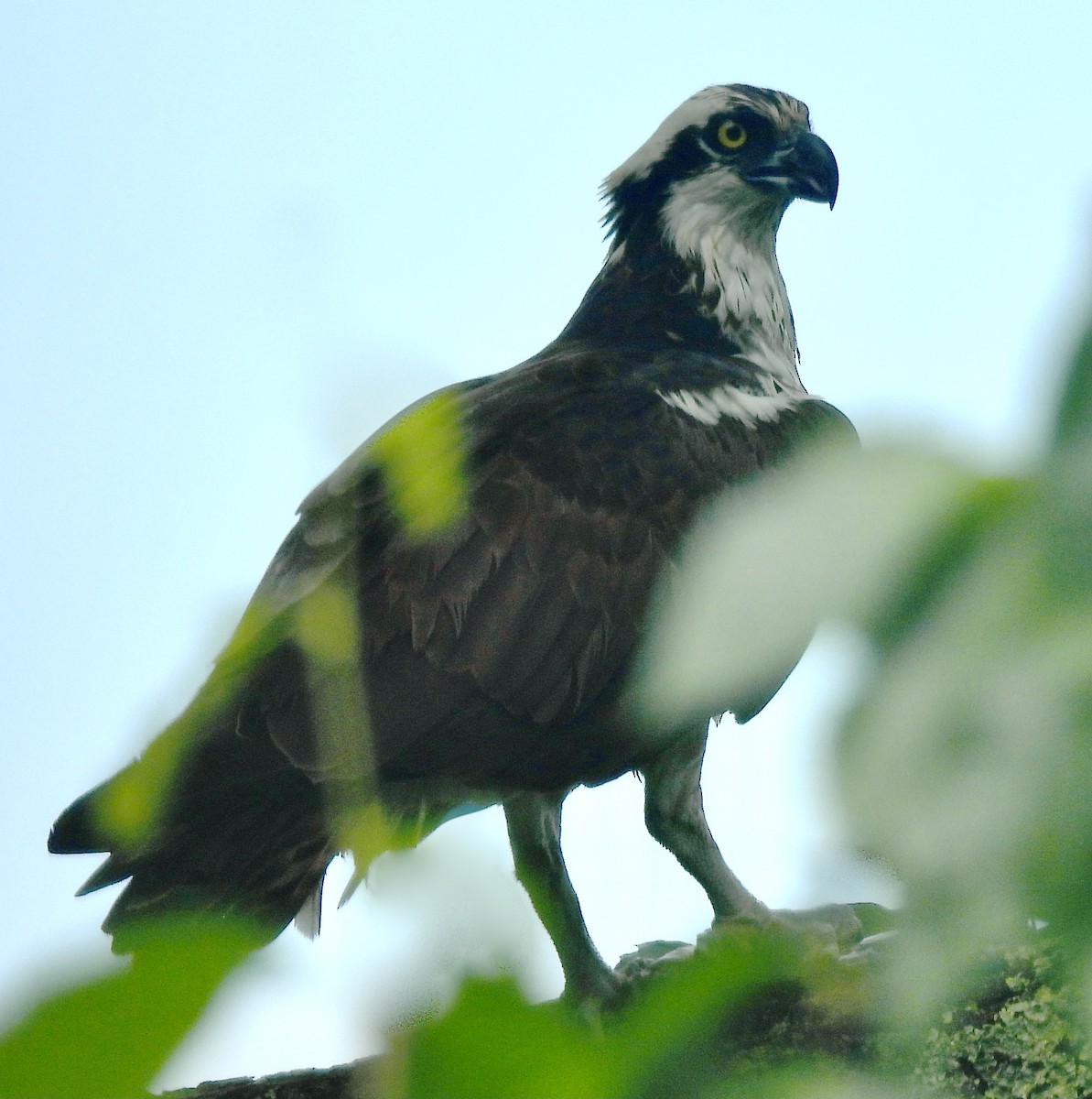 Osprey - kim schonning