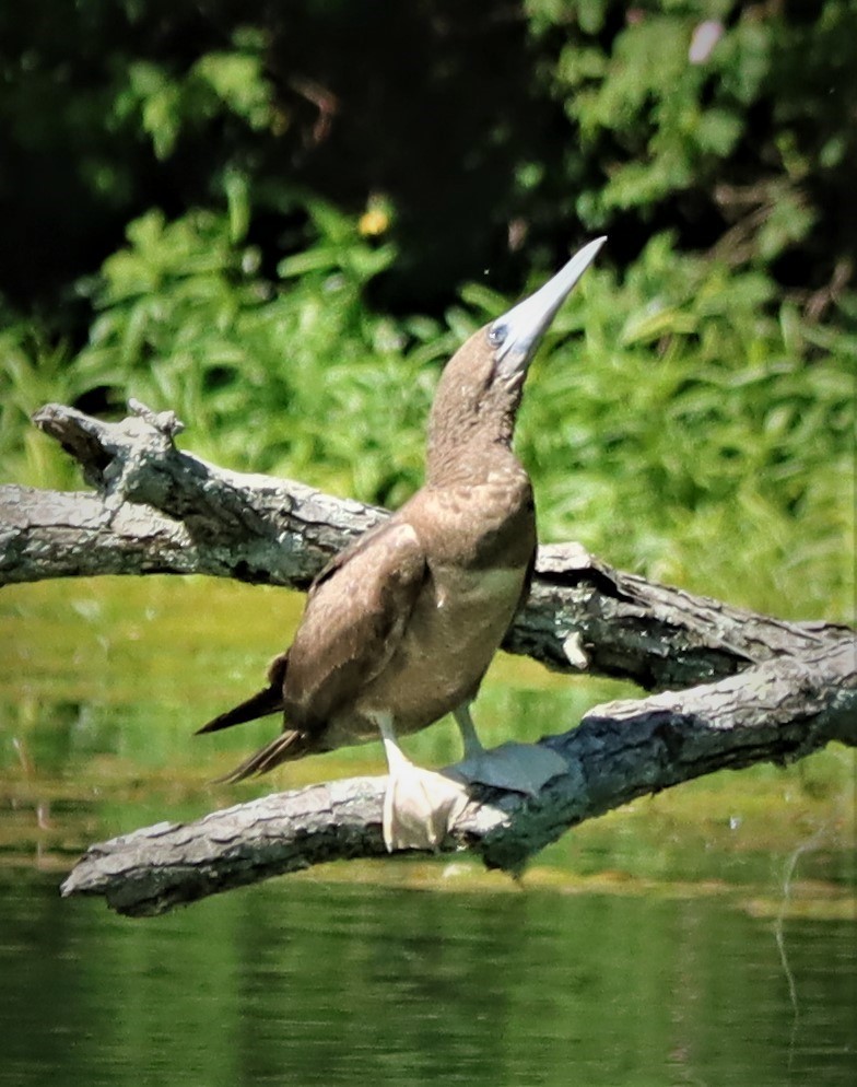 Brown Booby - ML620153278
