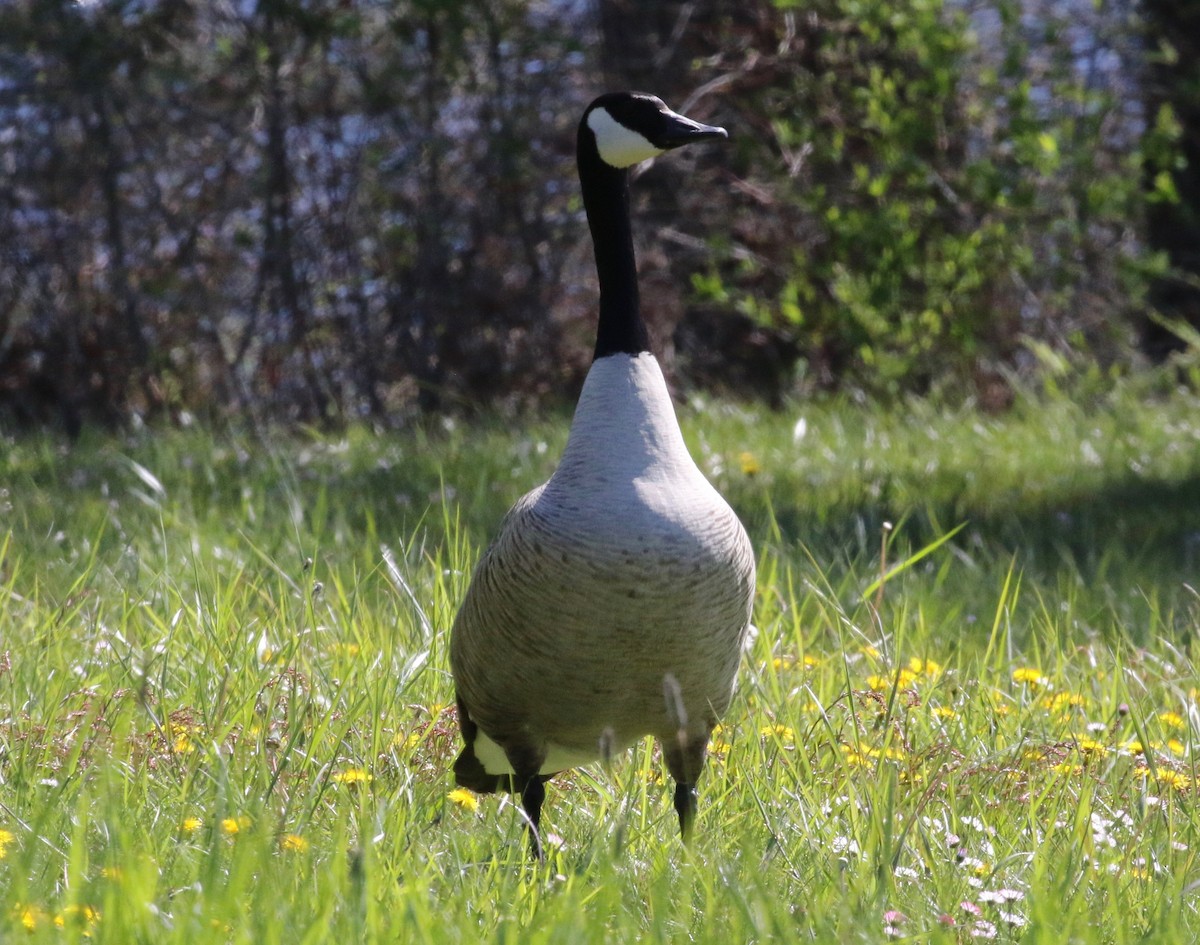 Canada Goose (moffitti/maxima) - ML620153283