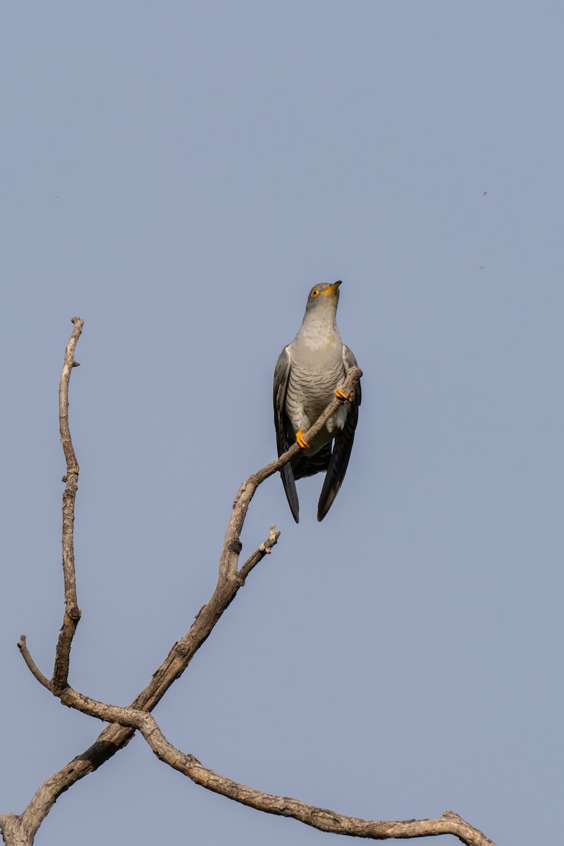 Common Cuckoo - ML620153285