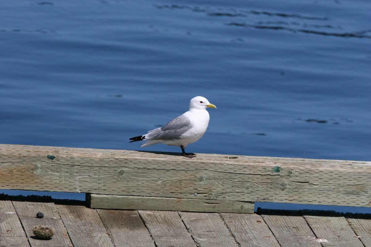 Gaviota Tridáctila - ML620153292