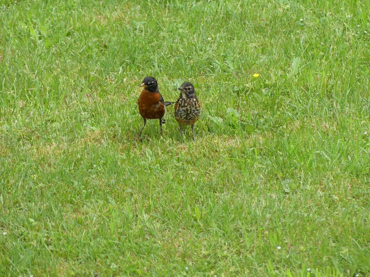 American Robin - ML620153298