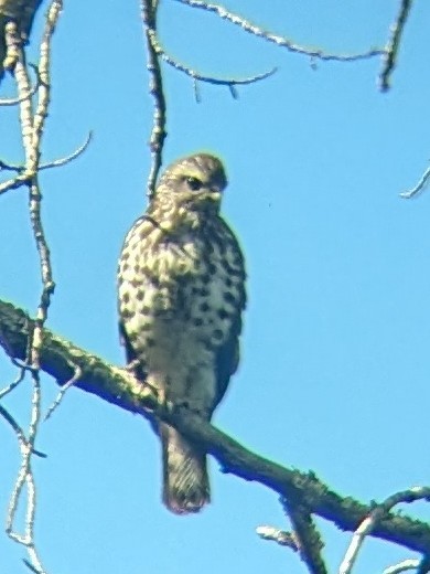 Broad-winged Hawk - ML620153308