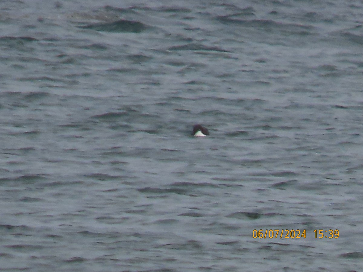 Thick-billed Murre - Barry Southard