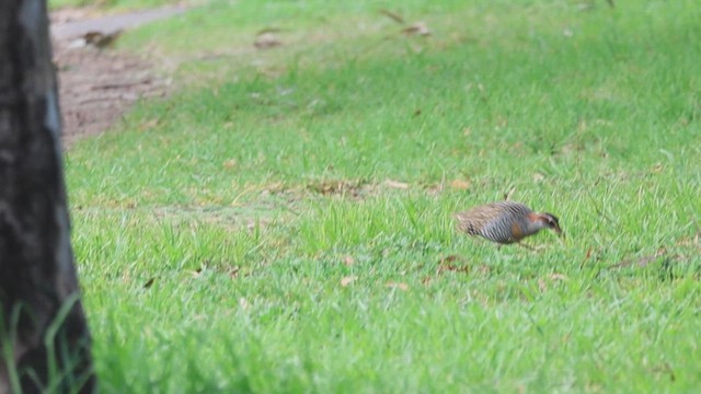 Buff-banded Rail - ML620153328