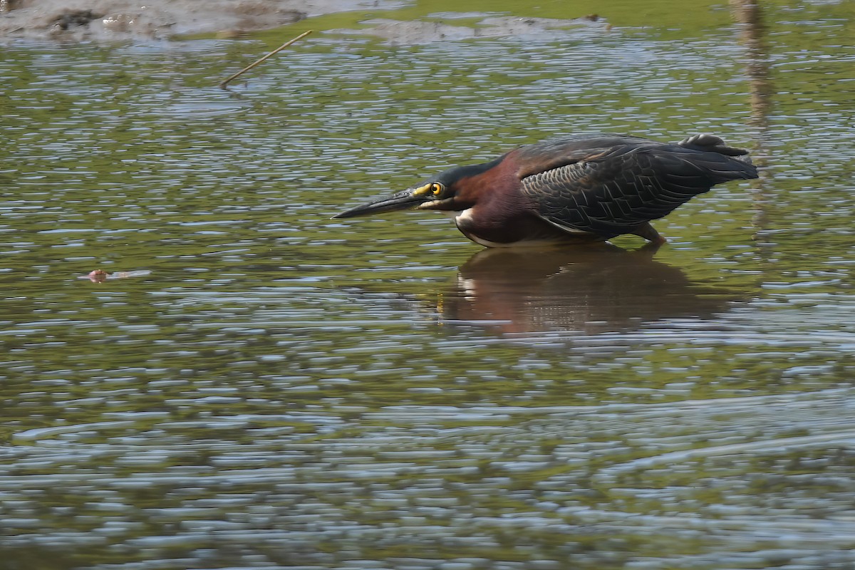 Green Heron - ML620153329