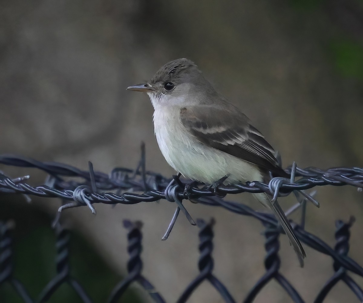 Willow Flycatcher - ML620153333