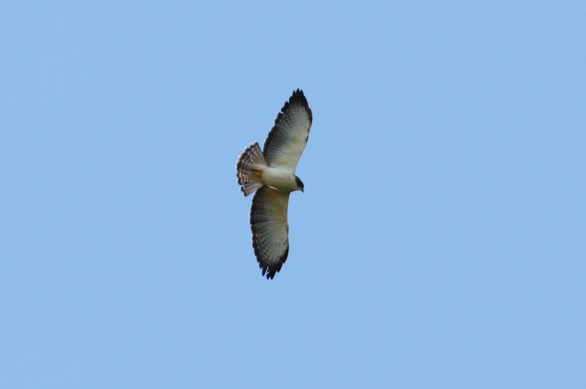 Short-tailed Hawk - ML620153356