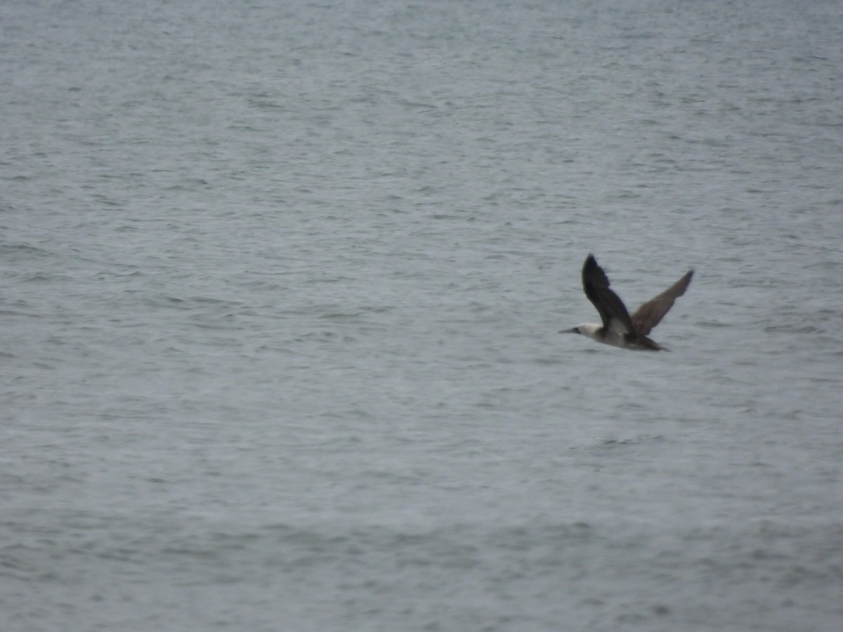 Peruvian Booby - ML620153359