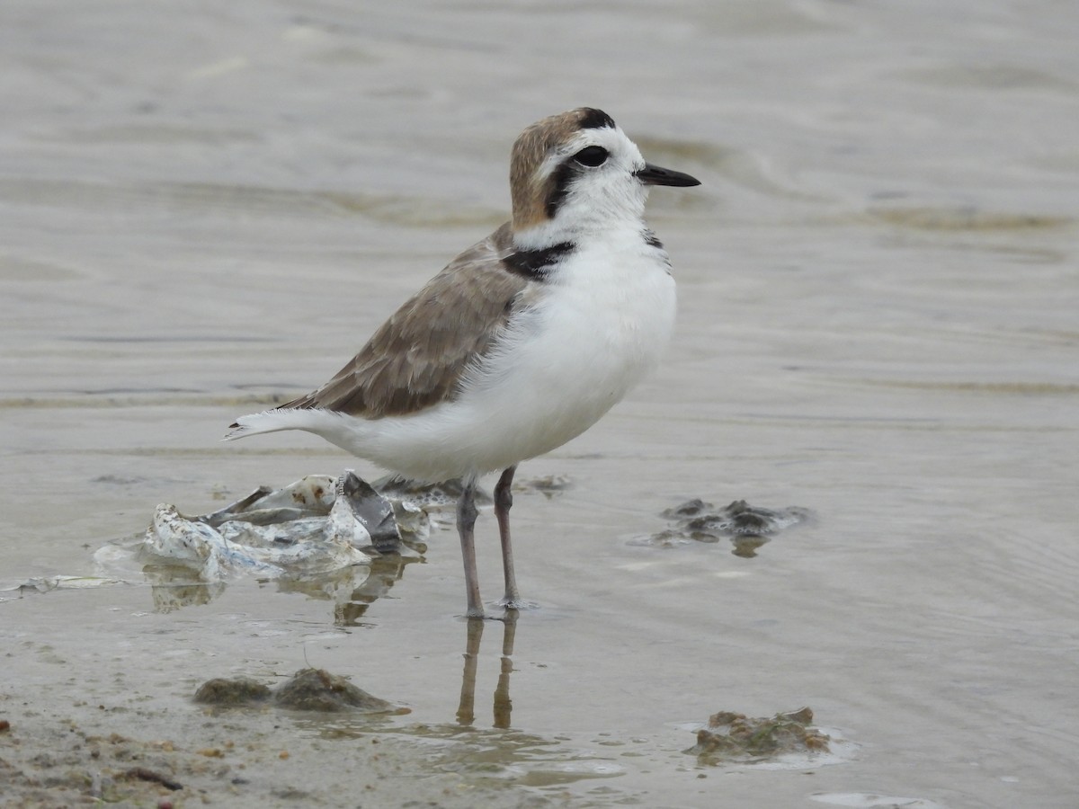 Snowy Plover - ML620153378