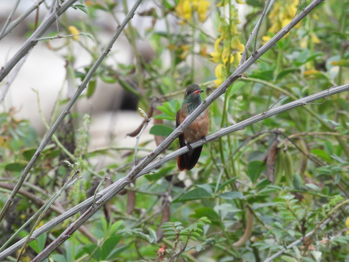 kolibřík Amazilin - ML620153399