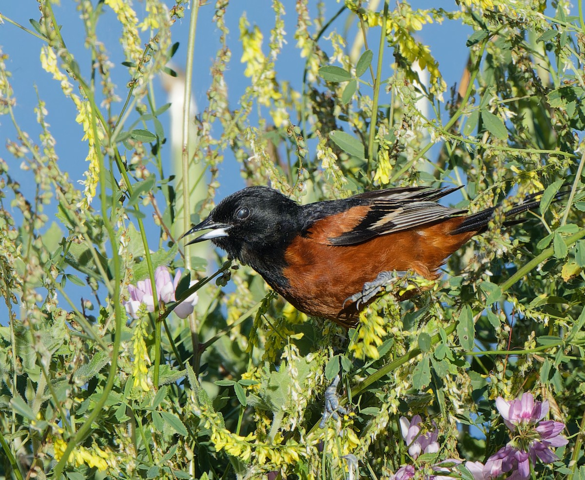 Orchard Oriole - ML620153401