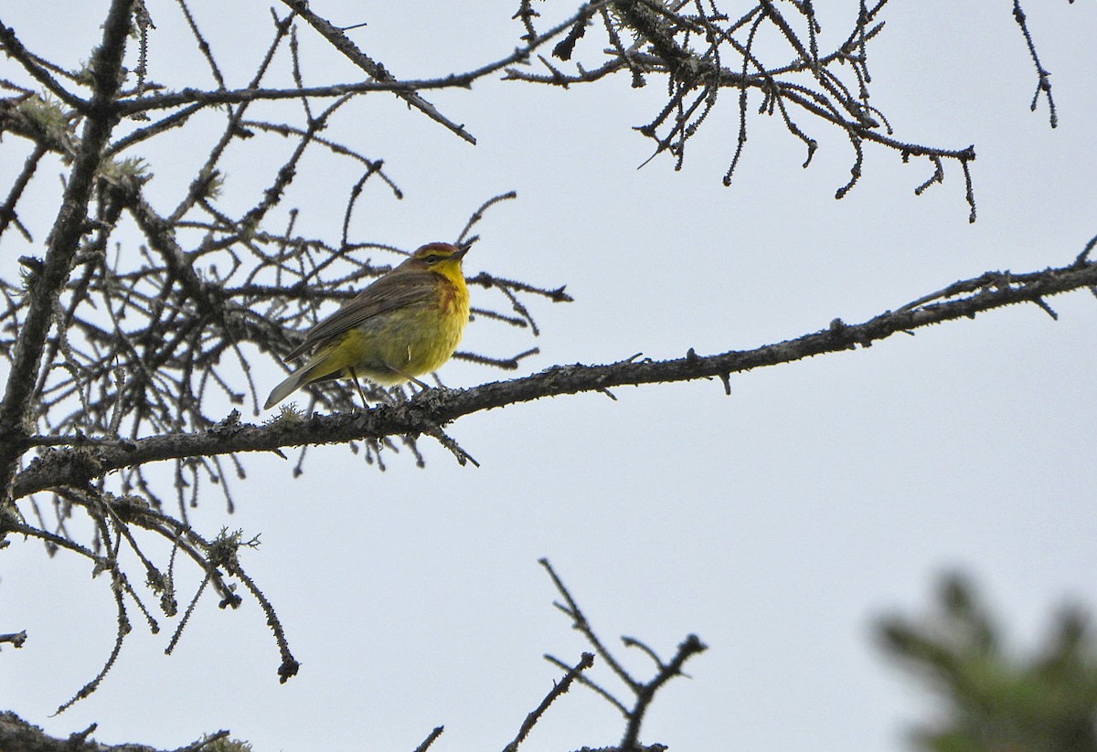 Palm Warbler - ML620153403