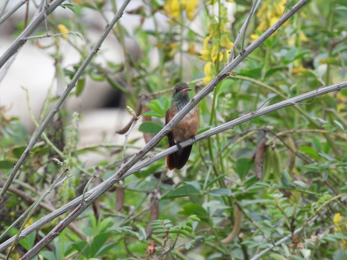 Amazilia Hummingbird - ML620153404