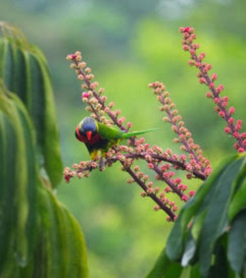 新幾內亞彩虹吸蜜鸚鵡 - ML620153424
