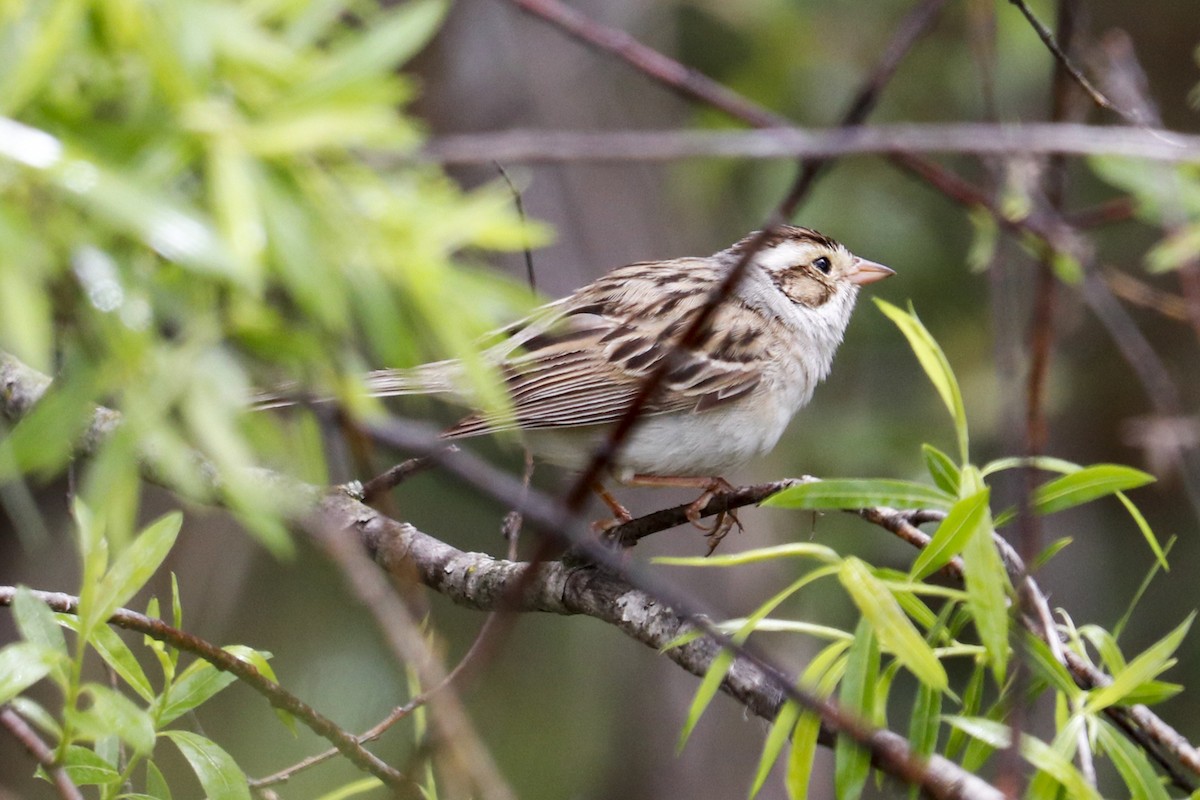 Clay-colored Sparrow - ML620153425