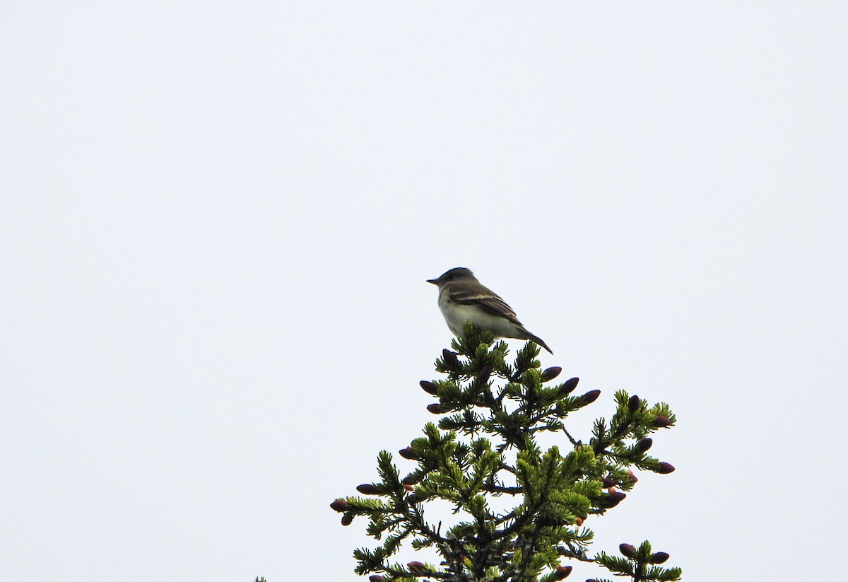 Eastern Kingbird - ML620153436