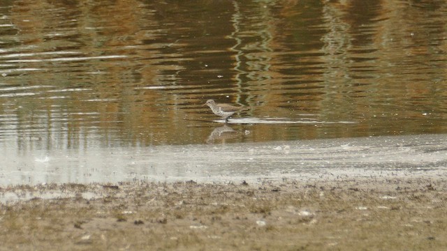 Spotted Sandpiper - ML620153441