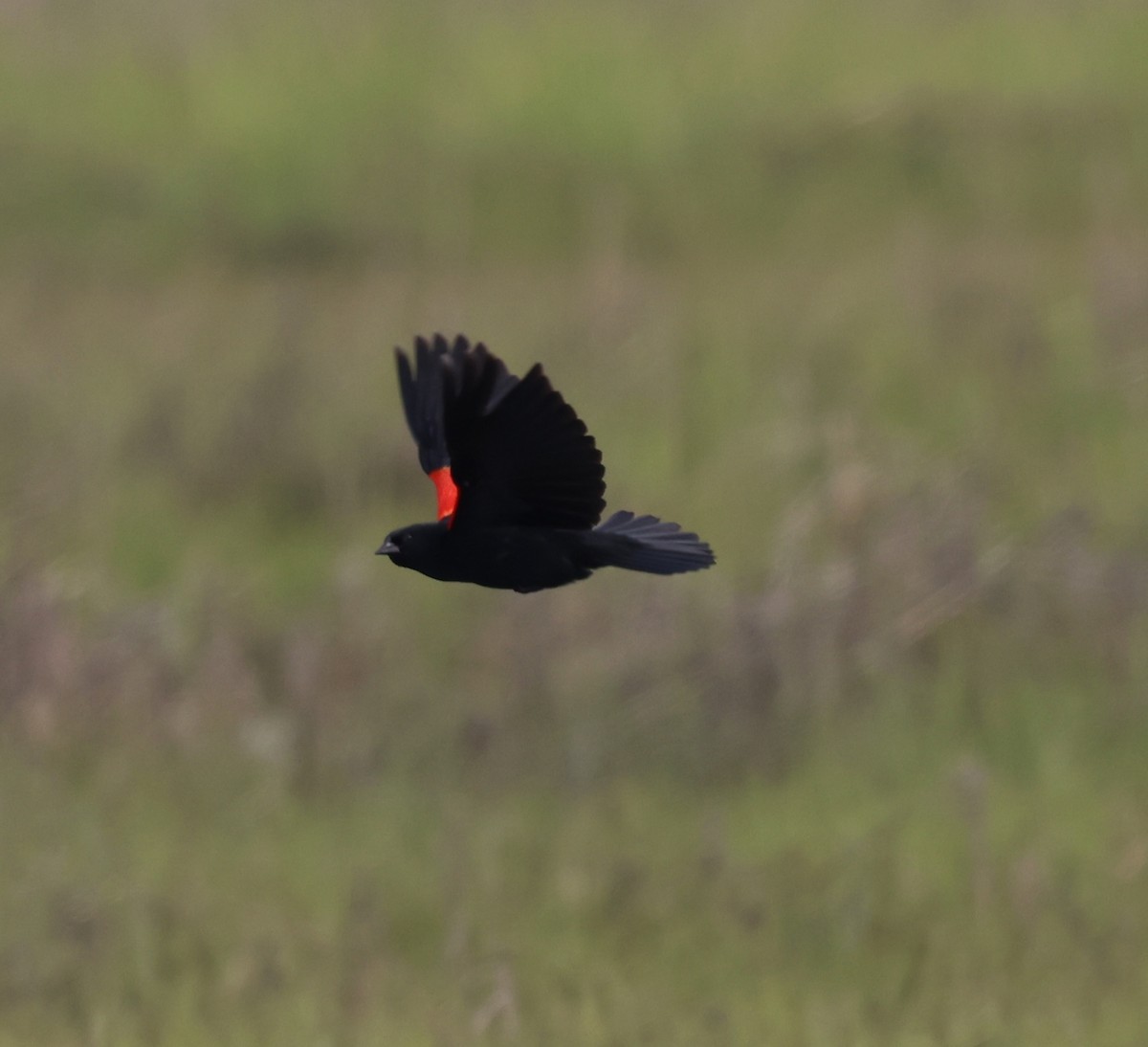 Red-winged Blackbird - ML620153443