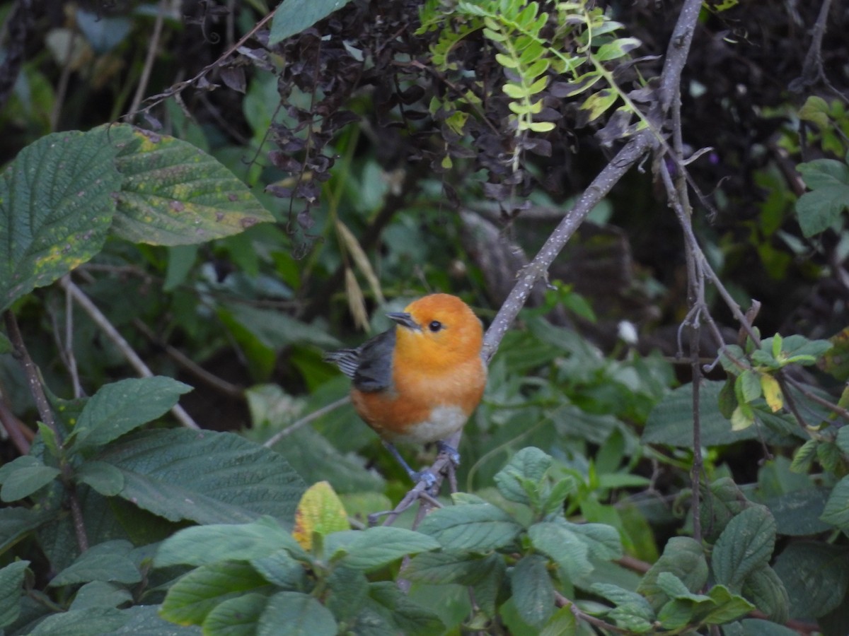 Rufous-chested Tanager - ML620153444