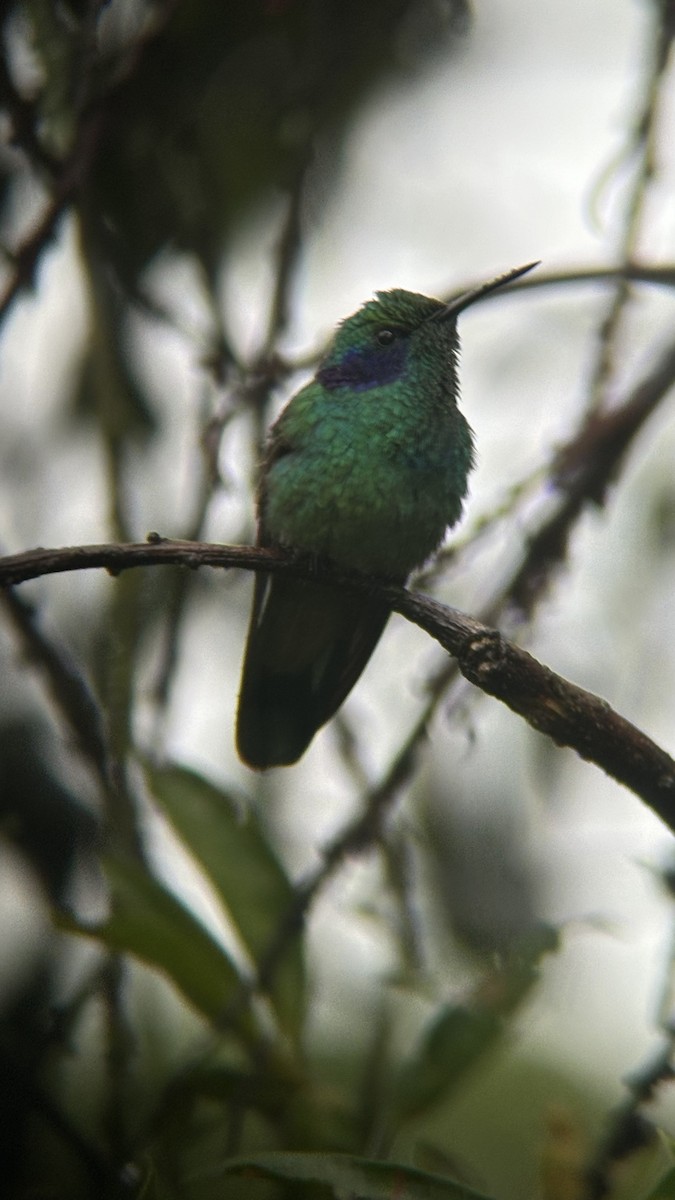 kolibřík modrouchý - ML620153455
