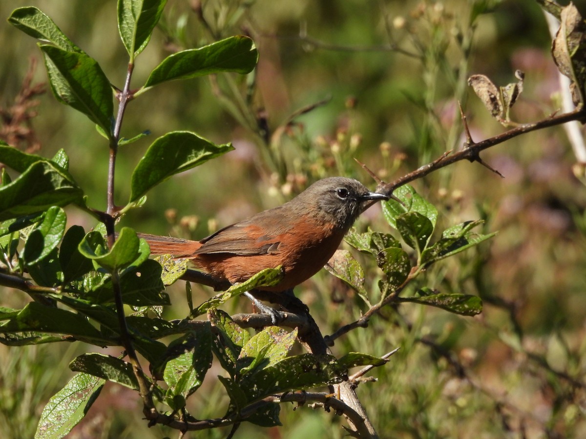 Russet-bellied Spinetail - ML620153475