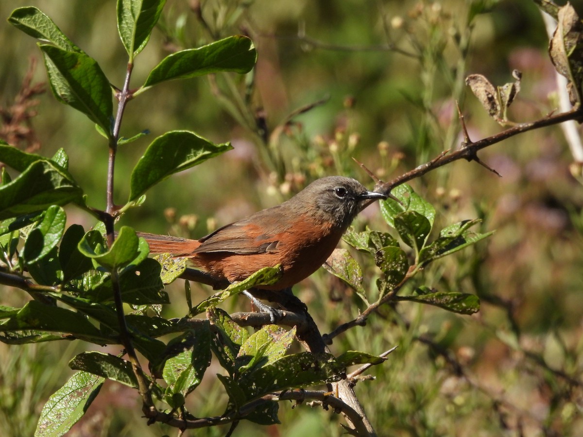 Pijuí de Ancash - ML620153475