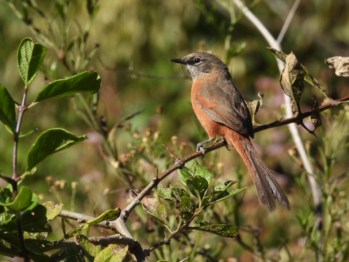 Russet-bellied Spinetail - ML620153476