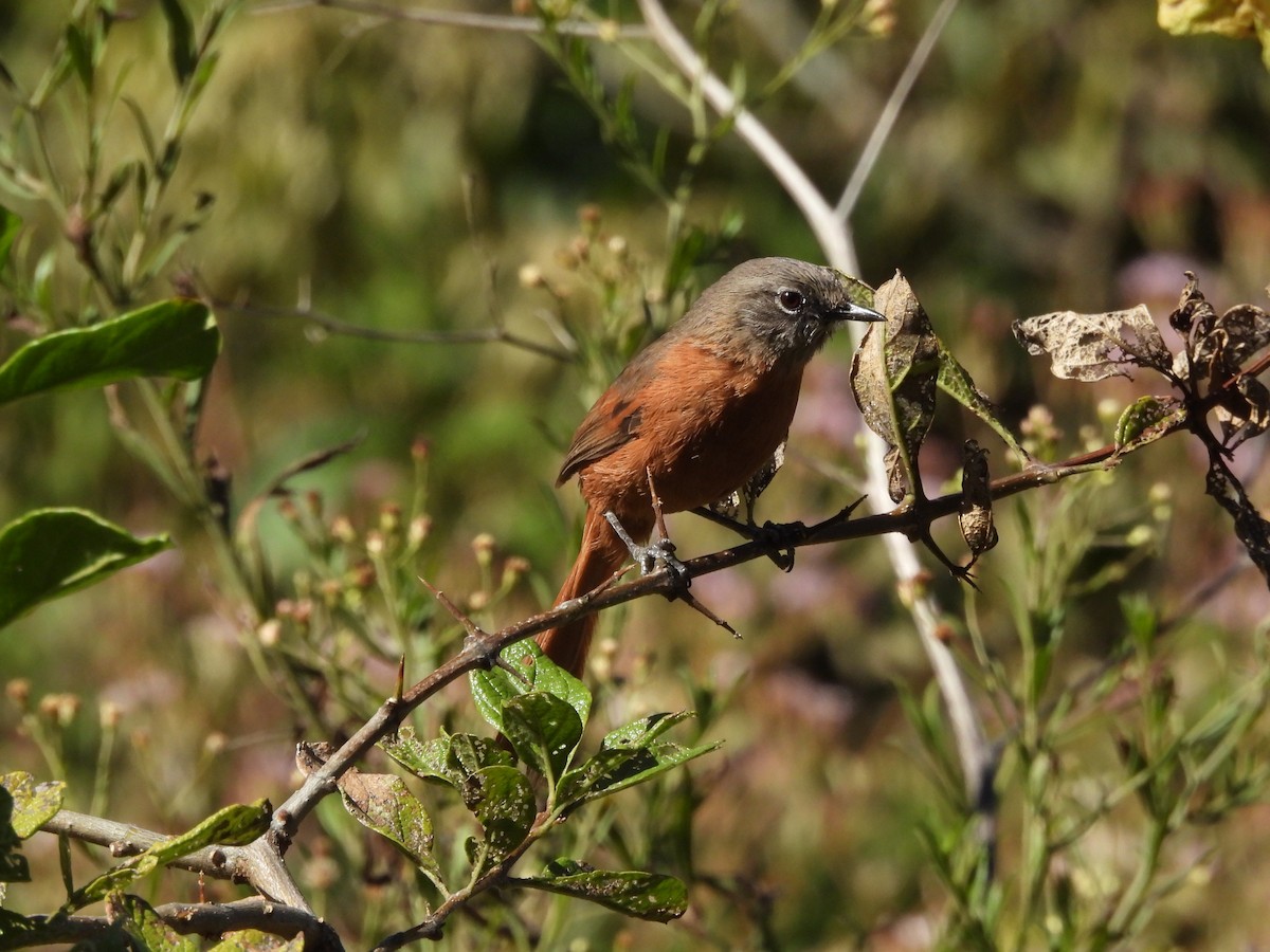 Russet-bellied Spinetail - ML620153477