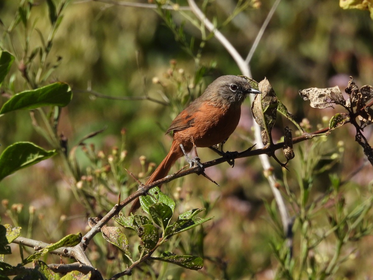 Russet-bellied Spinetail - ML620153478