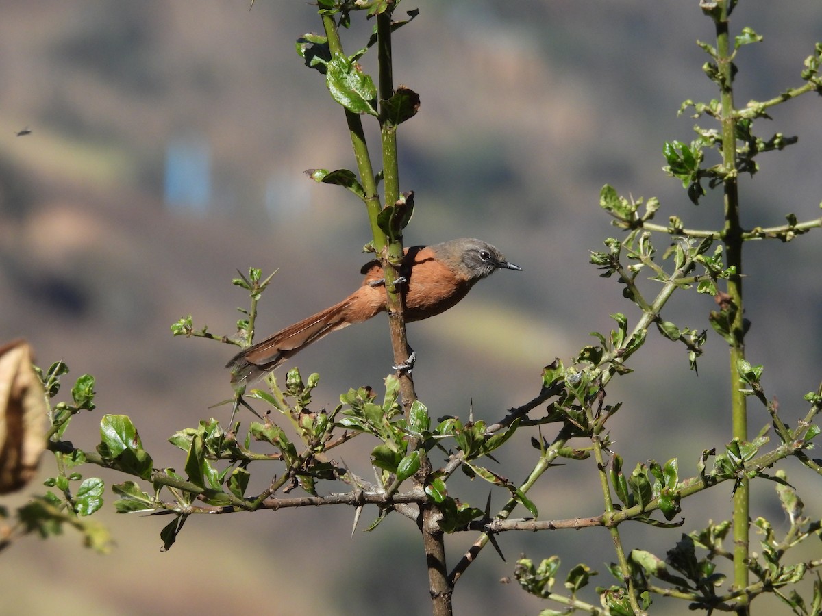 Russet-bellied Spinetail - ML620153479