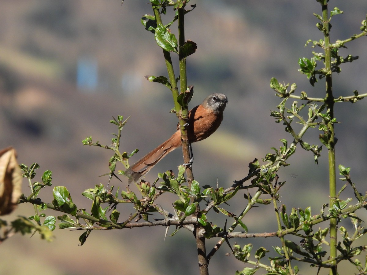 Russet-bellied Spinetail - ML620153480